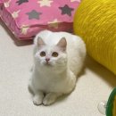 냥글냥글 이미지