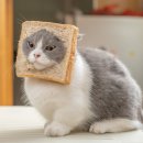 아이디아 이미지