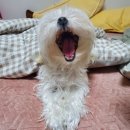 와플꾸어주는 누나 | 2월일상 절반과 3월일상 절반의 후기