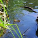한국동물번식센타 이미지