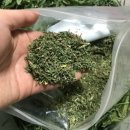 컴페니언 펫 이미지