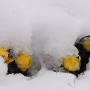 눈속에피는꽃 이미지