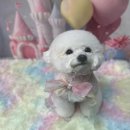 옥자네애견카페 유치원 호텔 미용 이미지