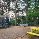 지오 파인트리 이미지