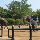 코끼리시장 이미지