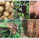 강매농장 이미지