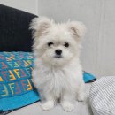 고양이 유치원 | 강아지 고양이 같이 키우기 🐶🐱 합사 현실 후기