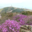 황령산 벚꽃약수터 이미지