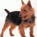 케언 테리어(Cairn Terrier) 이미지