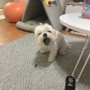 신일환동물병원