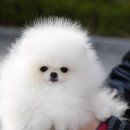 라페트 폼 이미지