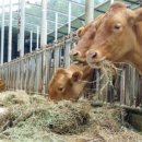 부부한우목장 이미지