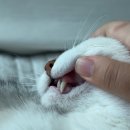 ㈜진덴탈 | 양치가 필요없는 고양이 필수템 / 치석 제거 영양제 한달 사용후기 [ 신기펫케어 프로덴 플라그오프 ]