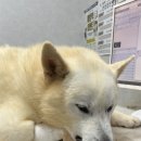 문정힐스동물병원 | [송파/문정동/자곡동 동물병원] 8살 풍산개 암컷 치아관리/스케일링/ 송곳니 발치 문정힐스동물병원