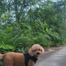 안녕댕댕쓰 이미지