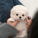 나라애견본점 | 광주애견샵 방문해본 진짜 후기