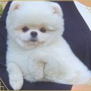 멍멍이천국 이미지