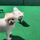 우리애견 이미지