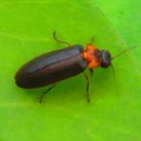 반딧불이 이미지