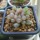 수민다육