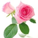 RoseDay 이미지