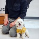 낭창한 강아지 이미지