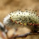 강아지봄 이미지