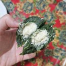 명가참모시 | 추석송편 추석준비 온기루 동부콩 모시송편 후기