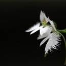 까치구멍집 이미지