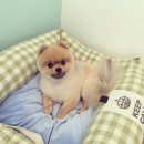 그루밍폼폼 이미지