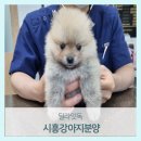 딜라잇독 이미지