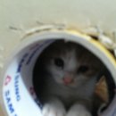 이야옹 | 이야옹 아가들 눈뜬 후기♡