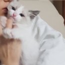 낭만고양이(강서점) 네이버블로그