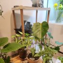 커피앤가든 | 🌿 신논현 꽃집 나무수 플라워앤가든 방문 후기 💐 / 무늬벤자민 화분 너무 예뻐요✨