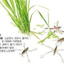 소금쟁이