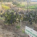 내동면시민텃밭 이미지