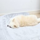 강아지의 품격 | 강아지 죽음 안락사 방법 및 비용