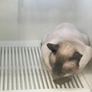 포캣멍 네이버블로그
