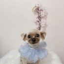 해피펫살롱 이미지