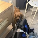 대전펫택시 | [애견스튜디오]라뭉스튜디오 후기