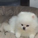 비어쿨 | 강아지 여름 쿨매트 추천, 대리석 아빠 쿨매트 구매 후기
