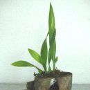 환타지아 이미지