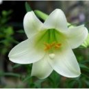 보니소네트 이미지