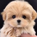 천안강아지분양 우리집퍼피 천안아산본점 (하이도그) 이미지