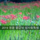 차차다육 | 2019 영광 불갑사 상사화 축제 올해도 기대를 품고 가본 후기 ~
