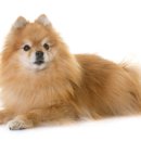 계산동물병원 이미지