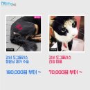 도그플러스 동물병원 이미지