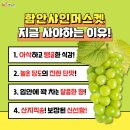 샤인호스트