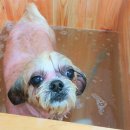 애견은 내친구 이미지