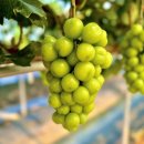 민경농장 이미지